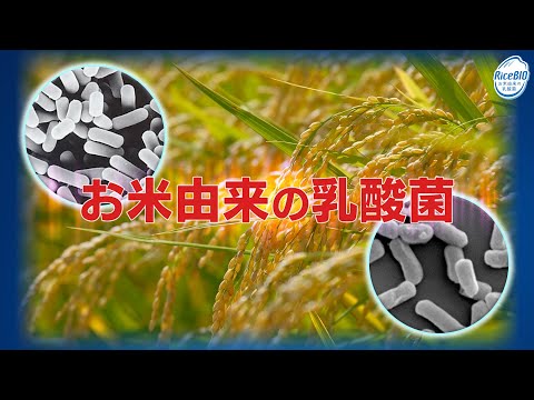 【動画】【亀田製菓】お米由来の乳酸菌「RiceBIO」【22/4/25】